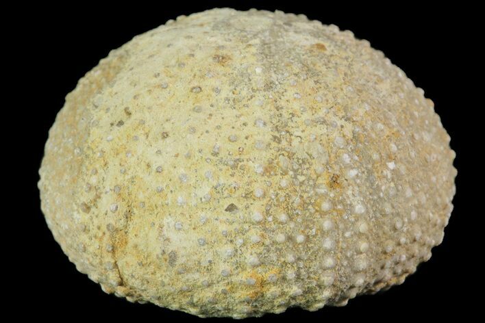 Psephechinus Fossil Echinoid (Sea Urchin) - Morocco #69841